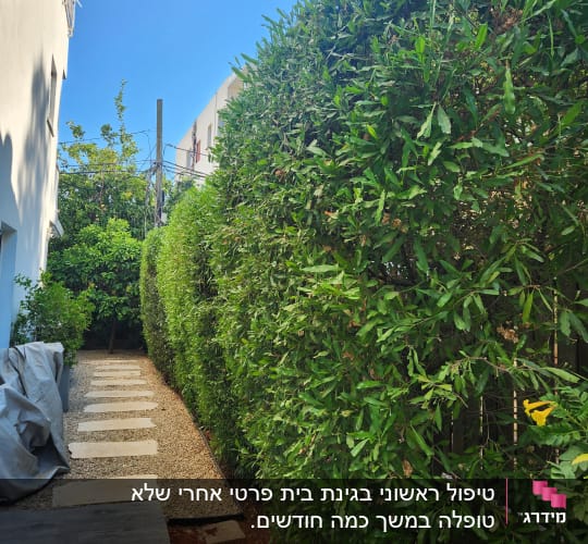 שיחים ירוקים וגדר חיה לצד שביל אבנים בגינה